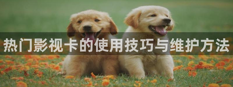 麻豆免费电影：热门影视卡的使用技巧与维护方法